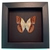 Cirrochroa regina verso Pink Harlequin Butterfly Framed Insect Moonlight Display
