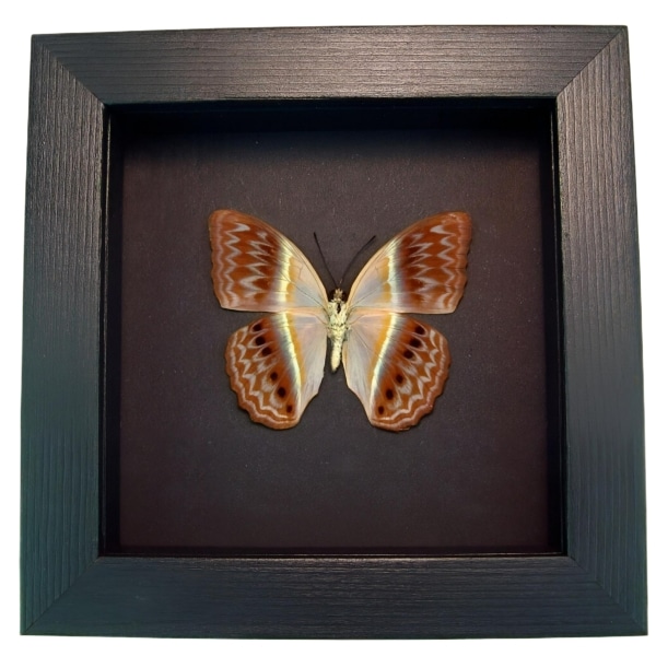 Pink Harlequin Butterfly Cirrochroa regina verso Framed Moonlight Display