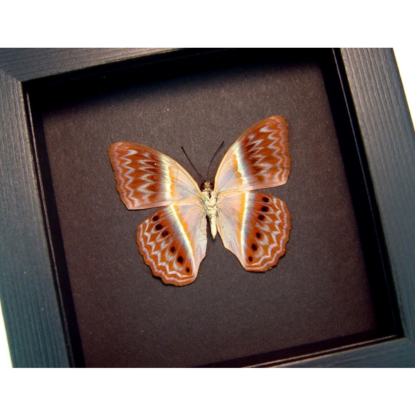 Cirrochroa regina verso Pink Harlequin Butterfly Framed Insect Moonlight Display