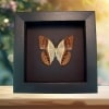 Pink Harlequin Butterfly Cirrochroa regina verso Framed Moonlight Display