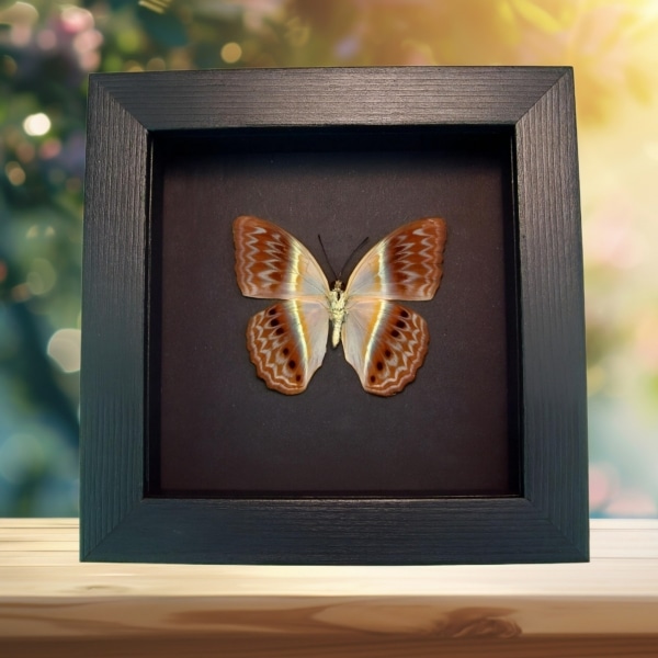 Pink Harlequin Butterfly Cirrochroa regina verso Framed Moonlight Display Pink Harlequin Butterfly Cirrochroa regina verso Framed Moonlight Display