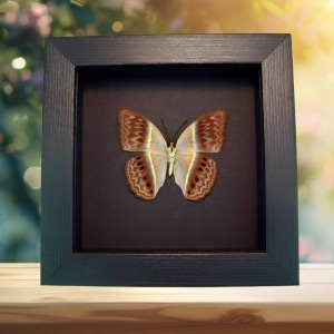Pink Harlequin Butterfly Cirrochroa regina verso Framed Moonlight Display