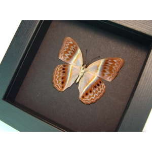 Cirrochroa regina verso Pink Harlequin Butterfly Framed Insect Moonlight Display