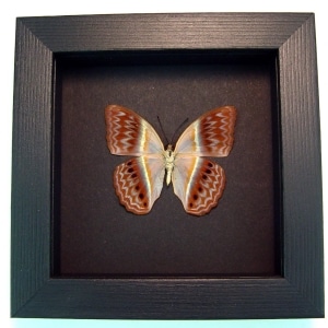 Cirrochroa regina verso Pink Harlequin Butterfly Framed Insect Moonlight Display