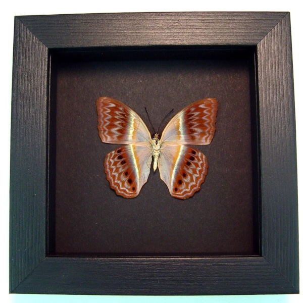 Cirrochroa regina verso Pink Harlequin Butterfly Framed Insect Moonlight Display