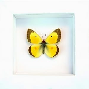 Colias philodice Male Orange clouded sulphur Framed Butterfly Vibrant White Display