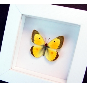 Colias philodice Male Orange clouded sulphur Framed Butterfly Vibrant White Display