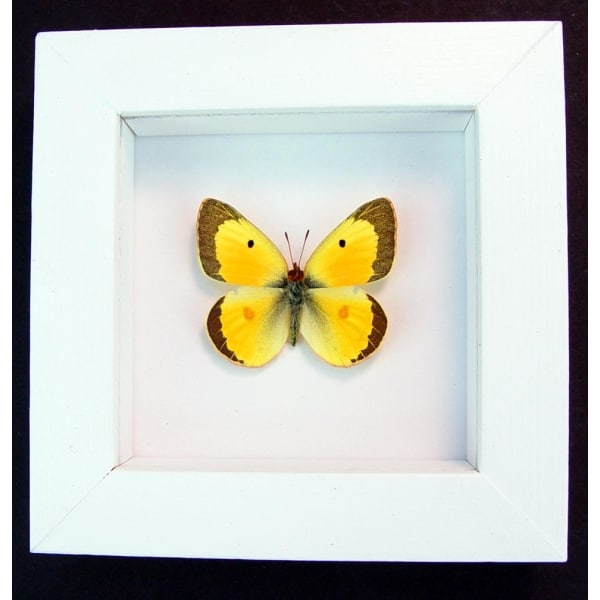 Colias philodice Male Orange clouded sulphur Framed Butterfly Vibrant White Display