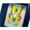 Colias philodice Pair Orange clouded sulphur Butterflies Framed Taxidermy