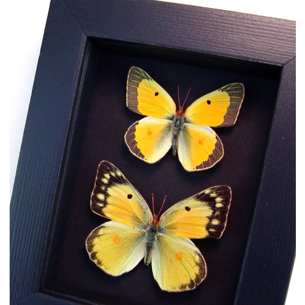 Colias philodice Pair Orange clouded sulphur Framed Butterflies Moonlight Display