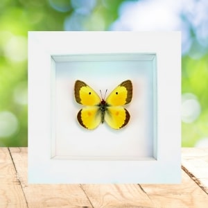 Colias philodice Male Orange clouded sulphur Framed Butterfly Vibrant White Display