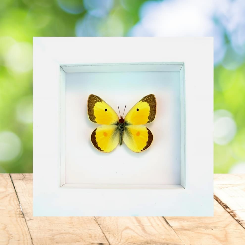 Colias philodice Male Orange clouded sulphur Framed Butterfly Vibrant White Display
