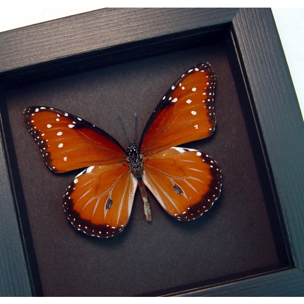 Danaus gilippus Queen Butterfly Real Framed Insect Moonlight Display