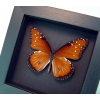 Danaus gilippus Queen Butterfly Real Framed Insect Moonlight Display