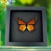 Real Framed Monarch Butterfly Male North America Taxidermy Moonlight Display