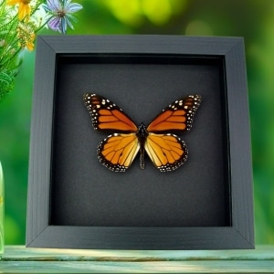 Real Framed Monarch Butterfly Male North America Taxidermy Moonlight Display