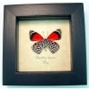 Diaethria clymena Framed 88 Butterfly Taxidermy Display