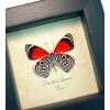 Diaethria clymena Framed 88 Butterfly Taxidermy Display