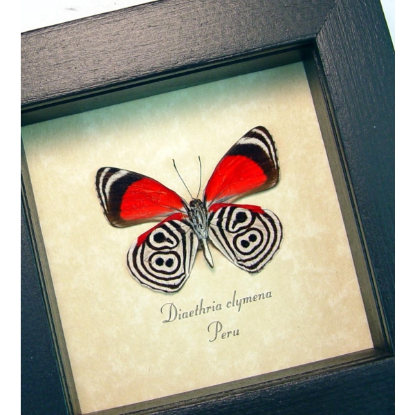 Diaethria clymena Framed 88 Butterfly Taxidermy Display