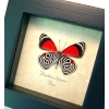 Diaethria clymena Framed 88 Butterfly Taxidermy Display