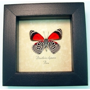 Diaethria clymena Framed 88 Butterfly Taxidermy Display