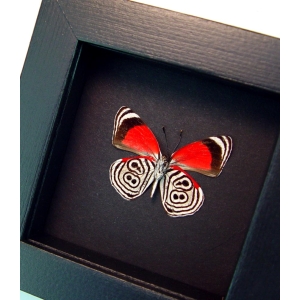 Framed 88 Butterfly Diaethria clymena moonlight Display