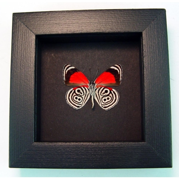 Framed 88 Butterfly Diaethria clymena moonlight Display