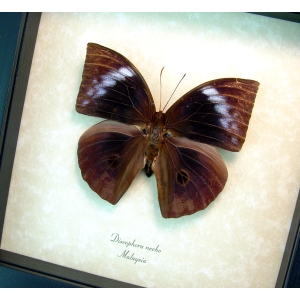 Discophora necho Muted Purple Ghost Framed Butterfly ooak