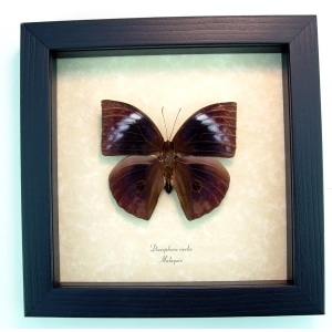 Discophora necho Muted Purple Ghost Framed Butterfly ooak