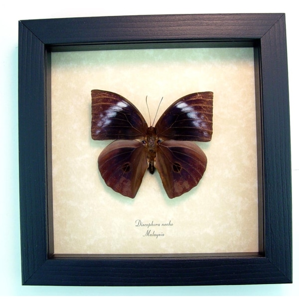 Discophora necho Muted Purple Ghost Framed Butterfly ooak Discophora necho Muted Purple Ghost Framed Butterfly ooak