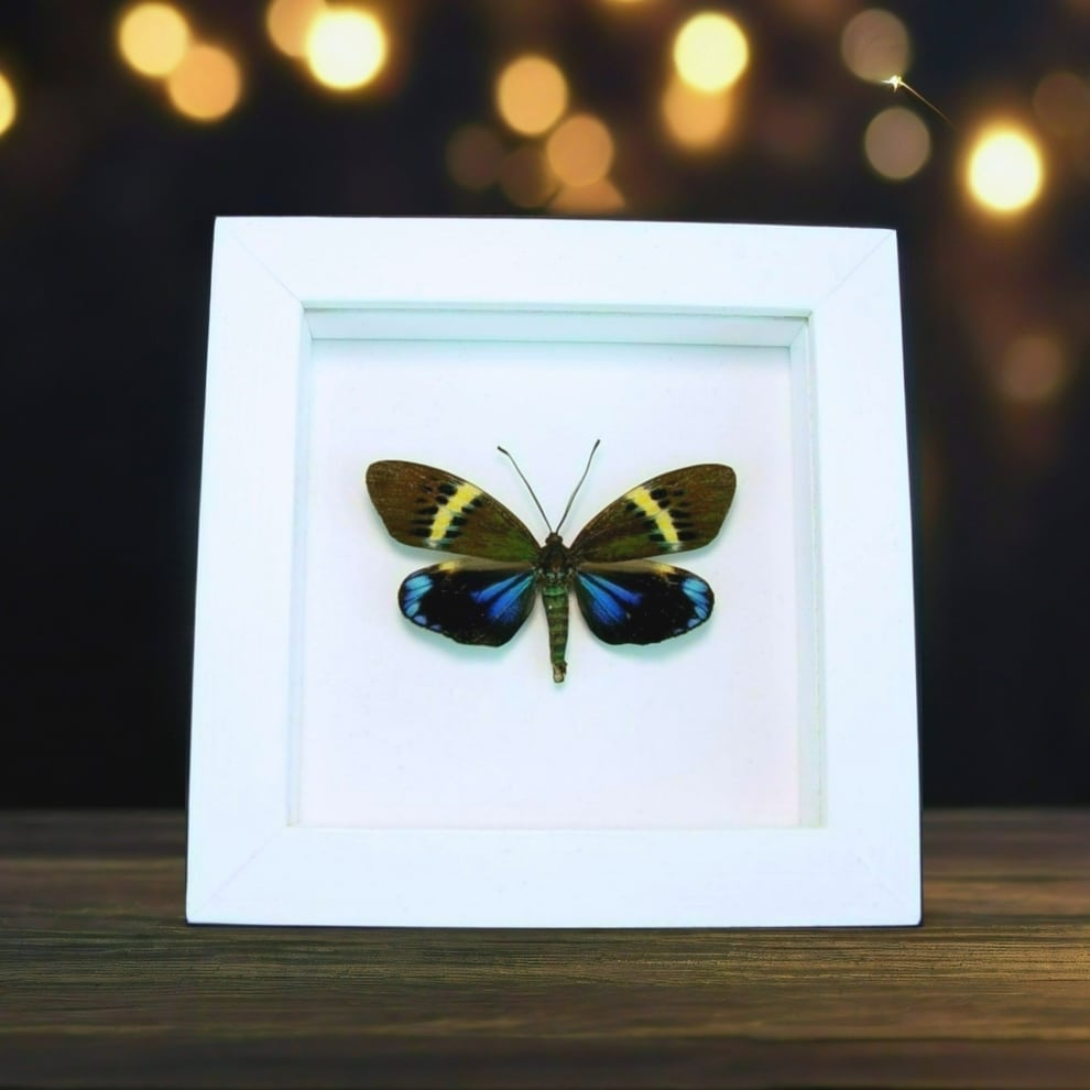 Real Framed Eterusia repleta Female Day Flying Moth Vibrant White Display Real Framed Eterusia repleta Female Day Flying Moth Vibrant White Display