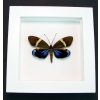 Real Framed Eterusia repleta Female Day Flying Moth Vibrant White Display