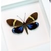 Real Framed Eterusia repleta Female Day Flying Moth Vibrant White Display