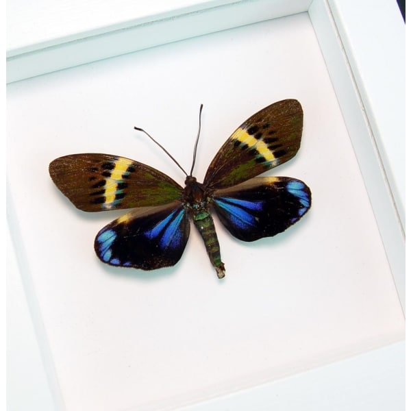 Real Framed Eterusia repleta Female Day Flying Moth Vibrant White Display