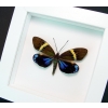 Real Framed Eterusia repleta Female Day Flying Moth Vibrant White Display