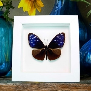 Real Framed Purple Blue Crow Butterfly Euploea mulciber Taxidermy Vibrant White Display