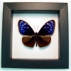 Real Framed Purple Blue Crow Butterfly Euploea mulciber Taxidermy Classic Black Display