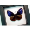 Real Framed Purple Blue Crow Butterfly Euploea mulciber Taxidermy Classic Black Display