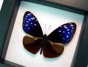 Real Framed Purple Blue Crow Butterfly Euploea mulciber Taxidermy Classic Black Display