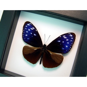 Real Framed Purple Blue Crow Butterfly Euploea mulciber Taxidermy Classic Black Display