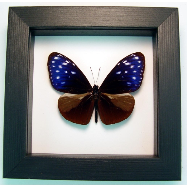 Real Framed Purple Blue Crow Butterfly Euploea mulciber Taxidermy Classic Black Display