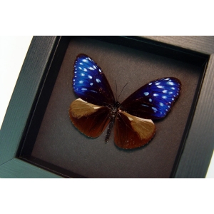 Euploea mulciber Metallic Purple Butterfly Framed Taxidermy Moonlight Display