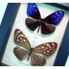 Euploea mulciber Pair Purple Framed Butterfly Striped Blue Crow
