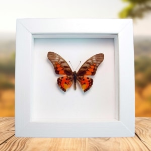 Real Framed Red African Butterfly Graphium rydleyanus Taxidermy Vibrant White Display