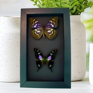 Purple Butterfly Set Graphium Weiskei Framed Butterflies Moonlight Display