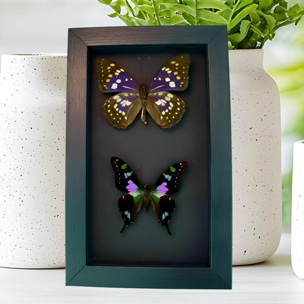 Purple Butterfly Set Graphium Weiskei Framed Butterflies Moonlight Display