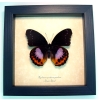 Hypolimnas pandarus Purple Orange Real Framed Butterfly Taxidermy Display