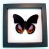 Hypolimnas pandarus Rare Purple Orange Butterfly Framed Taxidermy Classic Black Display