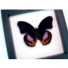 Hypolimnas pandarus Rare Purple Orange Butterfly Classic Black Display Framed Taxidermy