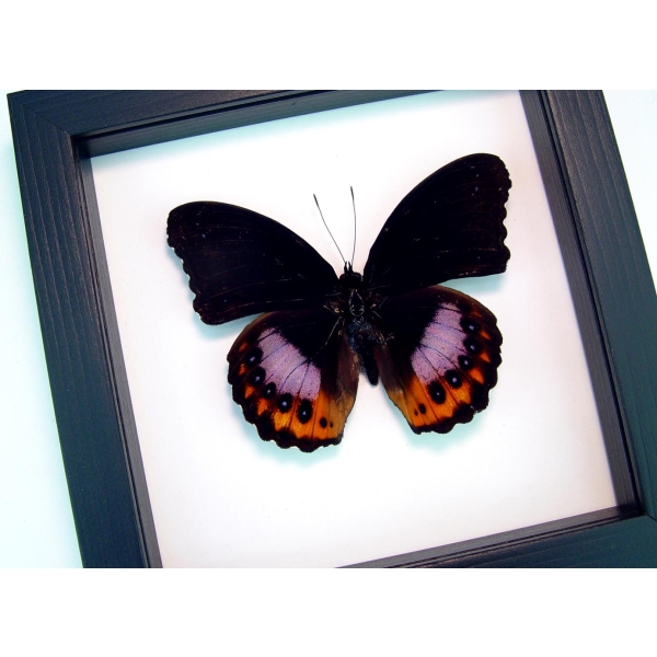 Hypolimnas pandarus Rare Purple Orange Butterfly Classic Black Display Framed Taxidermy